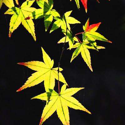 亿博体育APP截图